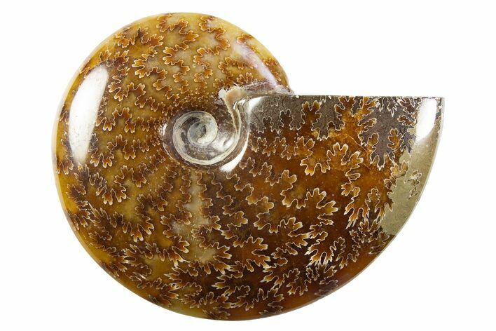 Polished Cretaceous Ammonite (Cleoniceras) Fossil - Madagascar #305912